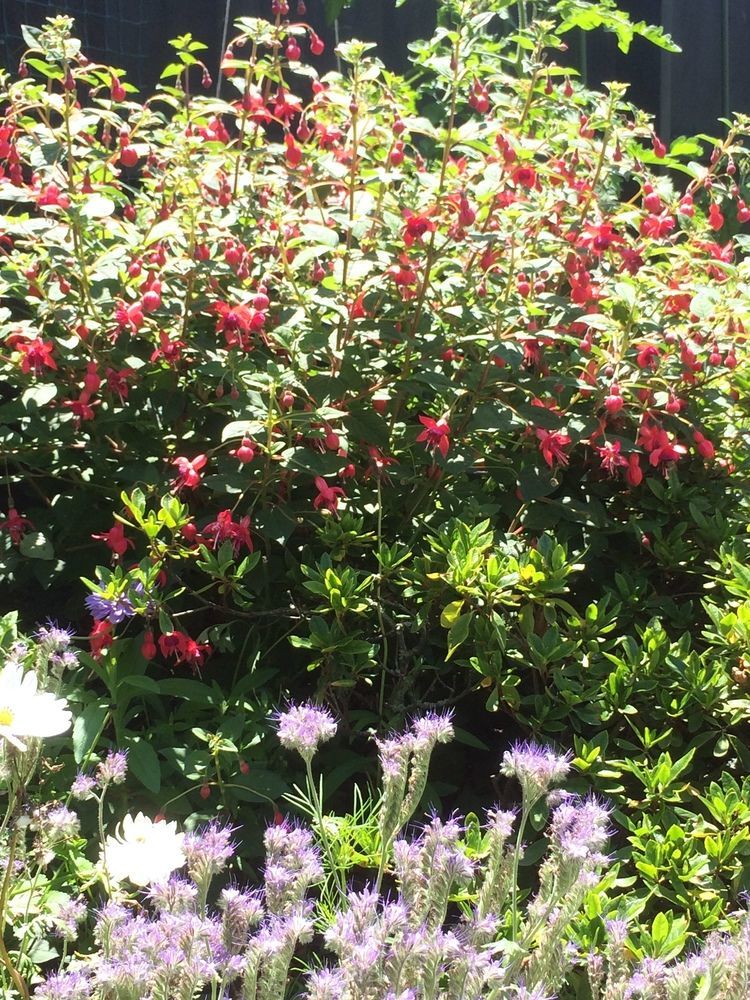 Garden Bed And Breakfast ไครสต์เชิร์ช ภายนอก รูปภาพ