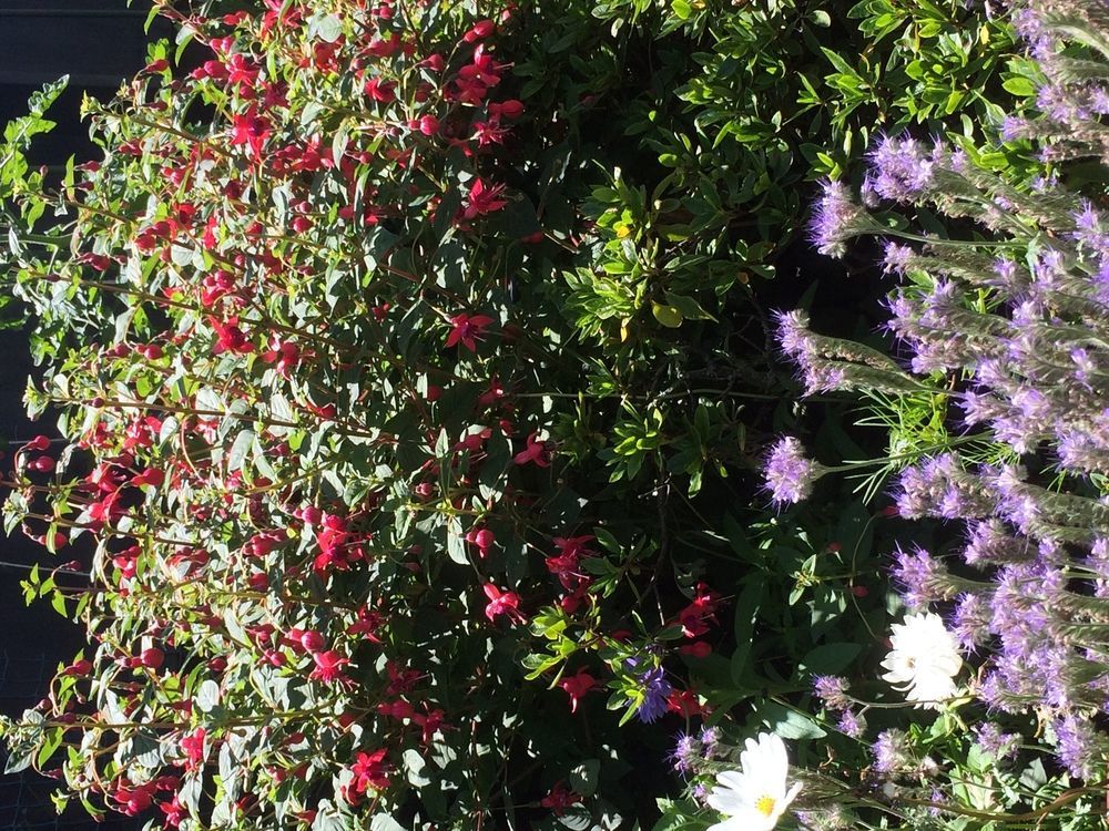 Garden Bed And Breakfast ไครสต์เชิร์ช ภายนอก รูปภาพ