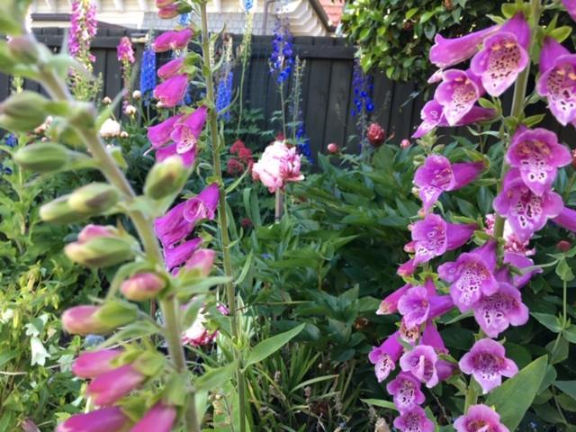 Garden Bed And Breakfast ไครสต์เชิร์ช ภายนอก รูปภาพ