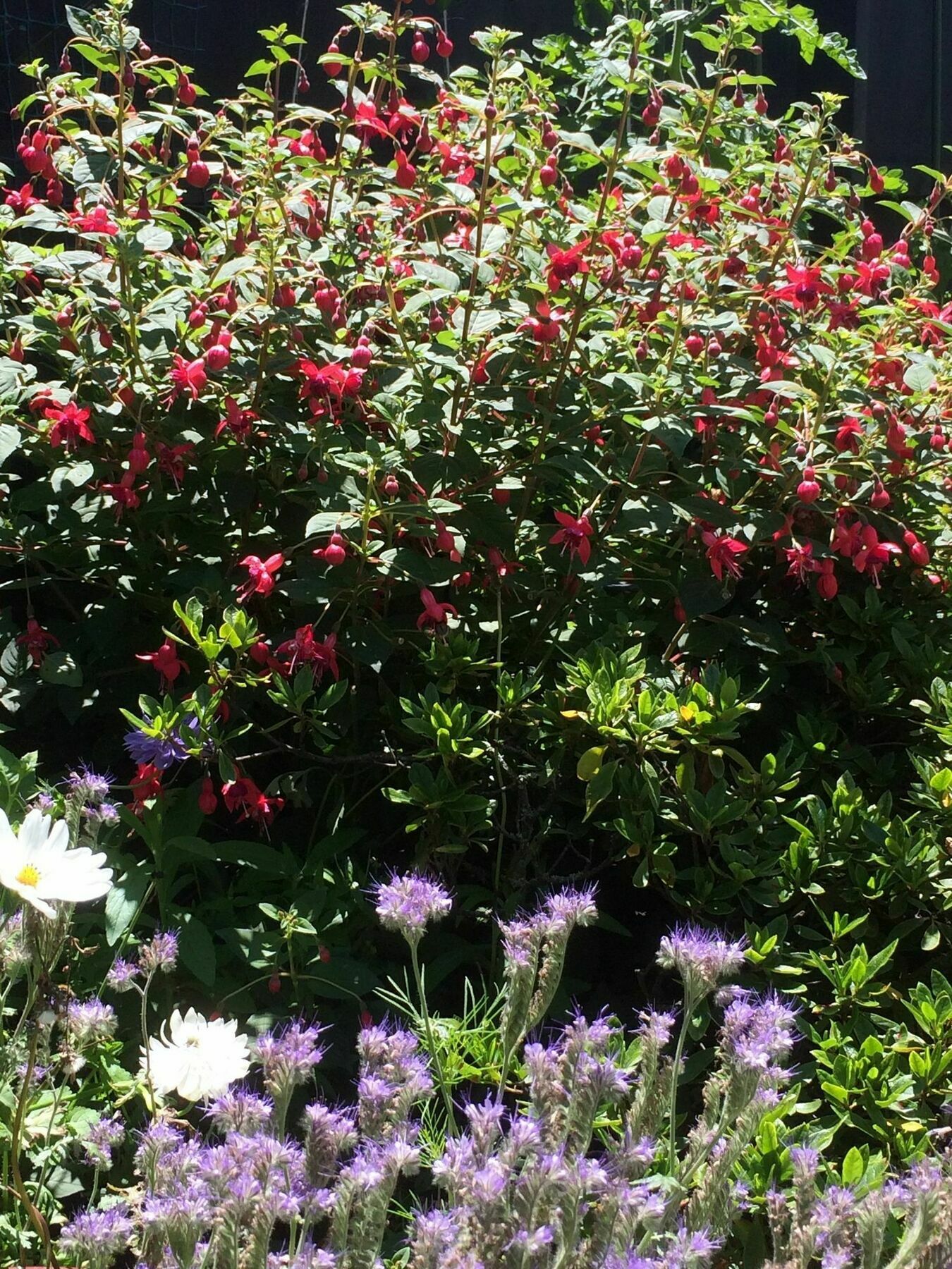 Garden Bed And Breakfast ไครสต์เชิร์ช ภายนอก รูปภาพ